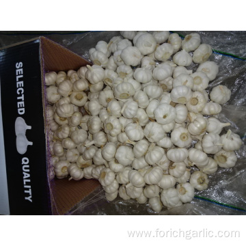 New Pure White Garlic Best Quality